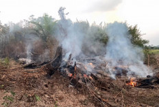 Lahan Kebun Sawit di Desa Bajubang Laut Terbakar