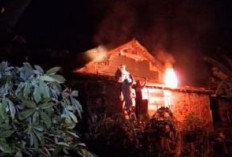 Bersarang di Atap Rumah Warga, Petugas Damkar Batang Hari Evakuasi Sarang Tawon Vespa