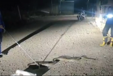 Damkar Evakuasi Ratusan Ular dari Rumah Warga, Himbau Masyarakat Untuk Waspada