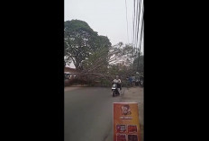 Pohon Tumbang Timpa 2 Mobil Yang Melintas Kota Jambi