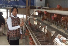 Dari Balik Tembok Lapas, Warga Binaan Bangun Kemandirian Lewat Ternak Ayam