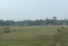 Kemarau Panjang Melanda Muaro Jambi, 2.089 Hektare Sawah Mengering