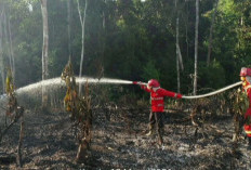 Siaga Karhutla Memasuki Puncak Kemarau, Luas Karhutla Di Jambi Capai 222 Hektare