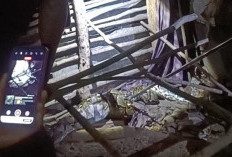 Mangsa Ayam Ternak Warga, Seekor Ular Piton Ditangkap Petugas Damkar Batang Hari