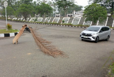 Kabel Terjuntai Hambat Arus Lalu Lintas di Tebo