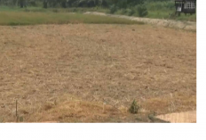 Kemarau Melanda, 1.106 Hektare Sawah di Batang Hari Terdampak Kekeringan