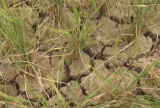 Produksi Padi Merosot, Ratusan Hektare Sawah di Muaro Jambi Gagal Panen
