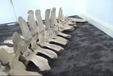 Tulang yang Diduga Ikan Paus Kini Diamankan ke Dinas Perpustakaan dan Kearsipan