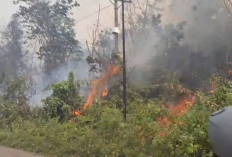 Karhutla di Malapari Batanghari, Empat Hektare Lahan Terbakar hingga Tengah Malam