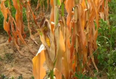 Dampak Kemarau Panjang, 5 Hektar Jagung Petani Di Kota Jambi Gagal Panen Kota Jambi