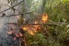 Kebakaran Lahan Kembali Terjadi! Kali Ini di Komplek Perkantoran Bupati Tebo