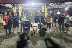 Tim Gunjo Polres Bungo Ringkus Pelaku Curanmor, Motor Korban Digondol Saat Parkir Di Rumah Sakit