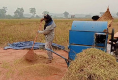 300 Hektare Sawah di Muara Bulian Terdampak Kekeringan, Petani Harap Bantuan Air