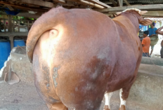 Kabupaten Tebo Dapat Bantuan Sapi Kurban dari Presiden Prabowo Subianto