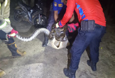 Warga Muaro Jambi Dikejutkan Kemunculan Ular Piton, Evakuasi Berlangsung Dramatis