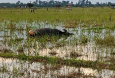 Puluhan Ternak Warga Batang Hari Mati Mendadak